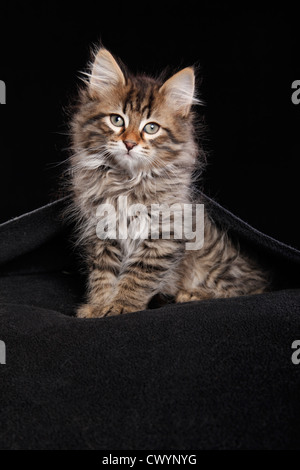 Sibirische Katze Stockfoto