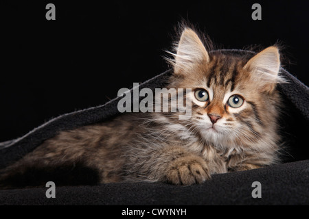 Sibirische Katze Stockfoto