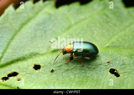 Willow Flea Beetle (Crepidodera Aurata) Stockfoto