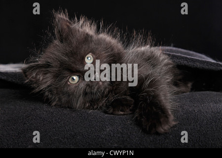 Sibirische Katze Stockfoto