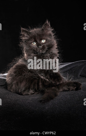 Sibirische Katze Stockfoto