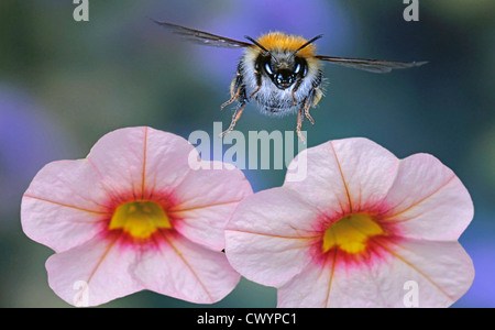 Gemeinsamen Carder-Biene (Bombus Pascuorum) in Blüte Stockfoto