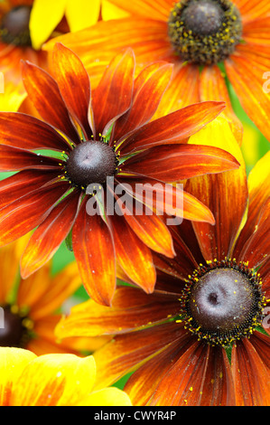 Rudbeckias Blüte im Sommergarten Stockfoto