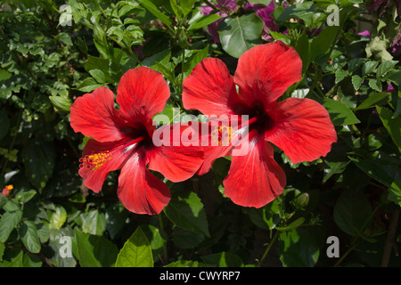 Große, helle rote Blumen, auf grünem Hintergrund, Hibiskus Stockfoto