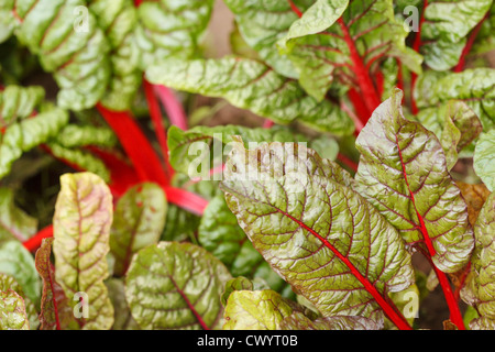 Mangold im Garten Stockfoto