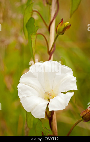 Hecke Ackerwinde. Der Stiel der Blume umwickelt einen Rasen Stiel im Hintergrund zu sehen. Stockfoto