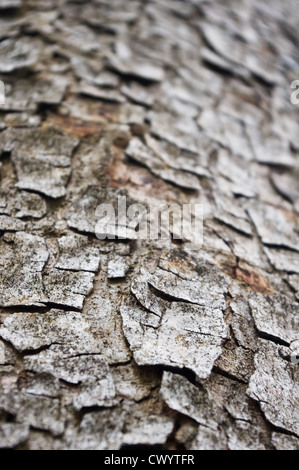 einem abstrakten Hintergrund einer Baum-Rinde-Textur Stockfoto