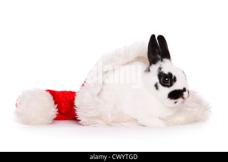 Pygmäen Hase Stockfoto