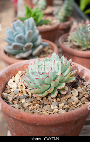 Semperviven und Sukkulenten in Terrakotta-Töpfe Stockfoto