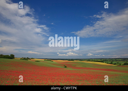 Klatschmohn Feld in der Uckermark, Brandenburg, Deutschland Stockfoto