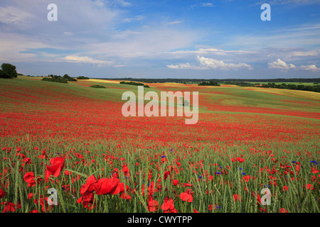 Klatschmohn Feld in der Uckermark, Brandenburg, Deutschland Stockfoto
