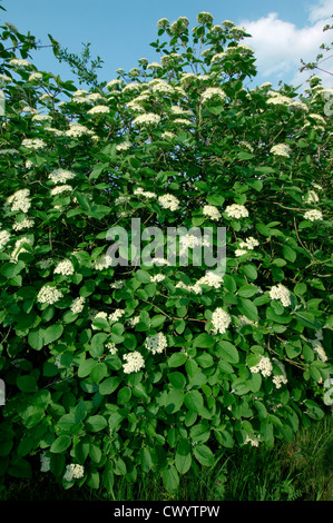 Wayfaring Baum Viburnum Lantana Caprifoliaceae Stockfoto