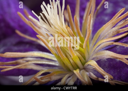 Extreme Makroaufnahme der Staubblätter einer lila Clematis - flachen dof Stockfoto