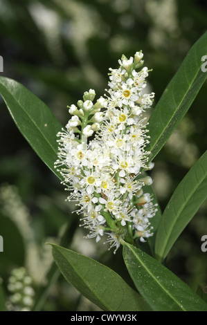 Kirschlorbeer Prunus Laurocerasus Rosengewächse Stockfoto