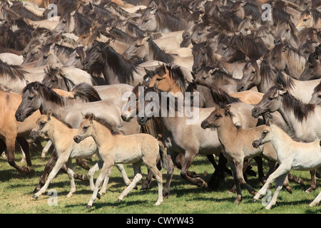 Fang von Wildpferden, Dülmen, Deutschland Stockfoto