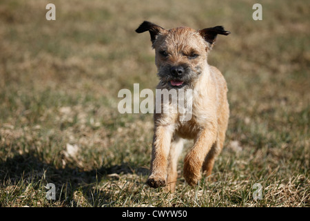 Border Terrier laufen Stockfoto