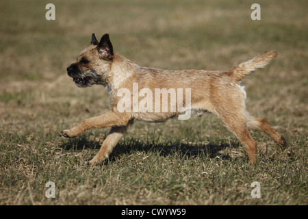 Border Terrier laufen Stockfoto