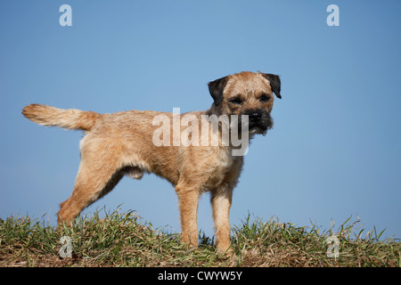 stehende Border Terrier Stockfoto