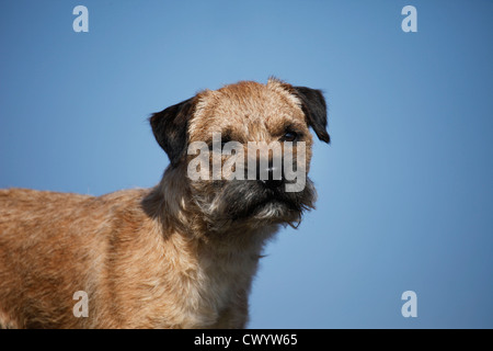 Border Terrier Portrait Stockfoto