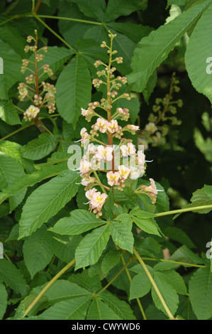 Rote Rosskastanie Aesculus x carnea Stockfoto