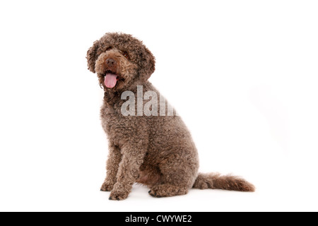 Lagotto Romagnolo sitzen Stockfoto