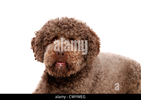 Lagotto Romagnolo Portrait Stockfoto