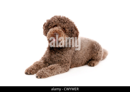 liegenden Lagotto Romagnolo Stockfoto