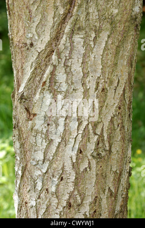 Chinesische Trauerweide (Korkenzieher Form) Salix Babylonica Pekinensis (Salicaceae) Stockfoto