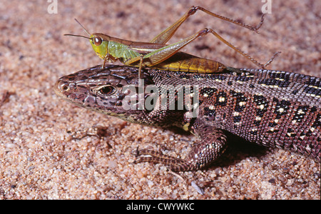 Zauneidechse Lacerta Agilis und Grashüpfer Stockfoto