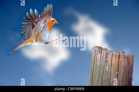 Rotkehlchen, Erithacus rubecula Stockfoto