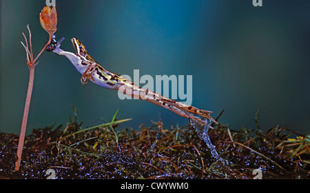 Gras-Frosch, Rana temporaria Stockfoto
