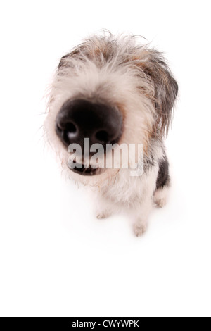 Mischling Hund sitzend Stockfoto