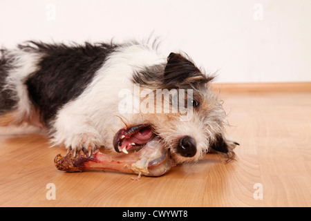 Hund frisst Knochen Stockfoto