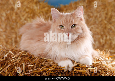 Sibirische Katze im Stroh Stockfoto