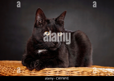 schwarze Hauskatze Stockfoto