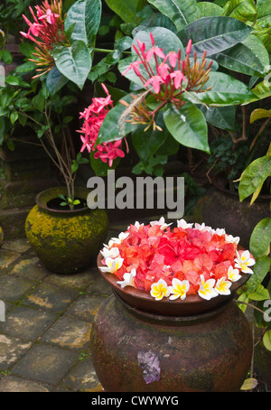 Blütenköpfchen angeordnet in einer Petrischale, in einen balinesischen, Hofgarten, Bali, Indonesien. Stockfoto