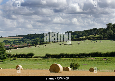 Strohballen auf Stoppelfeld mit Vieh weidete in Ferne, Toynbee, Tal, Norfolk, Großbritannien Stockfoto