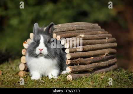 Löwenkopf Kaninchen Stockfoto