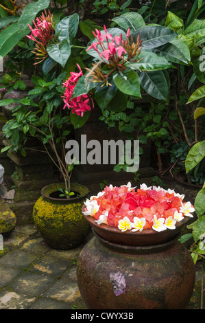 Blütenköpfchen angeordnet in einer Petrischale, in einen balinesischen, Hofgarten, Bali, Indonesien. Stockfoto