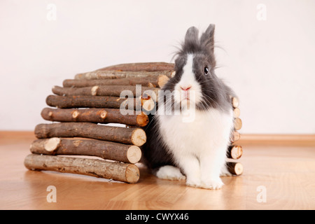 Löwenkopf Kaninchen Stockfoto