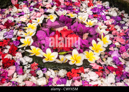 Blütenköpfchen angeordnet in einer Petrischale, in einen balinesischen, Hofgarten, Bali, Indonesien. Stockfoto