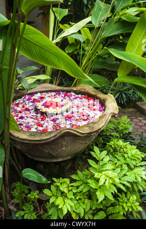 Blütenköpfchen angeordnet in einer Petrischale, in einen balinesischen, Hofgarten, Candi Dasa, Bali, Indonesien. Stockfoto