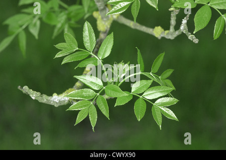 Rot-Esche-Fraxinus Pennsylvanica (Oleaceae) Stockfoto
