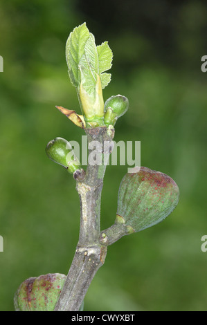 Feigen Ficus Carica (Moraceae) Stockfoto