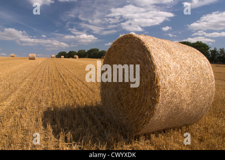 Blick auf Strohballen sitzend in einem Feld nach der Ernte mit Bäumen im Hintergrund und blauem Himmel. Stockfoto