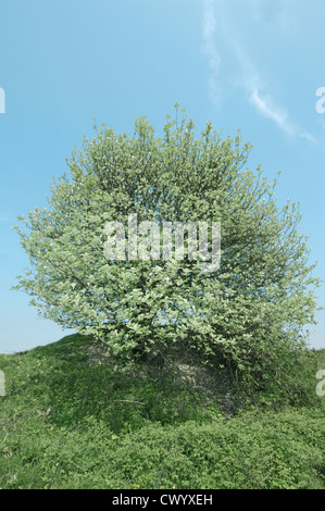 Gemeinsame Whitebeam Sorbus Aria Rosengewächse Stockfoto