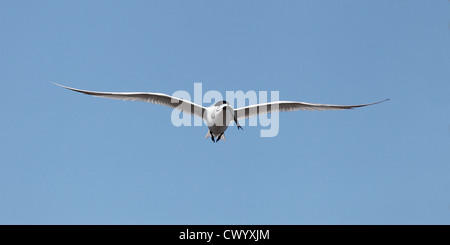 Brandseeschwalbe (Sterna Sandvicensis) während des Fluges tragen einen Sandaal North Wales UK Juli 6931 Stockfoto