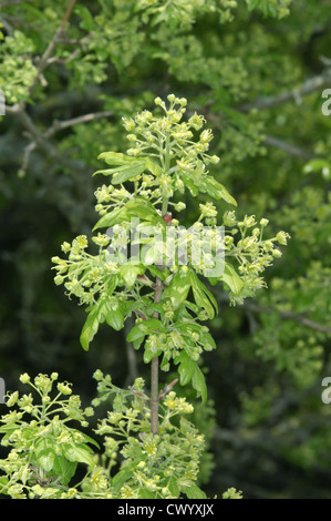 Feld Ahorn Acer Campestre Aceraceae Stockfoto