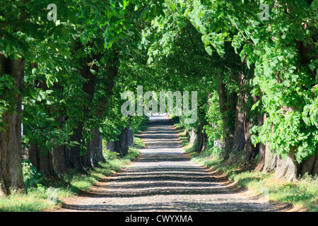 Kastanien Allee in der Nähe von Lancken-Granitz, Rügen, Deutschland Stockfoto