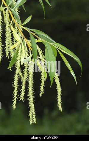 Riss-Weide Salix Fragilis Salicaceae Stockfoto